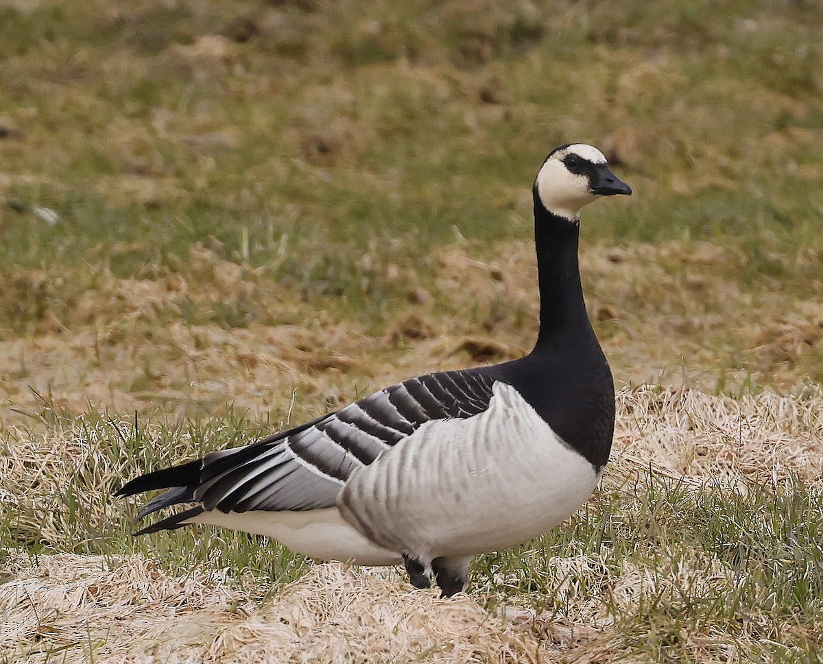 Barnacle Goose - ML617558611