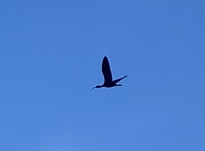 White-faced Ibis - ML617558644