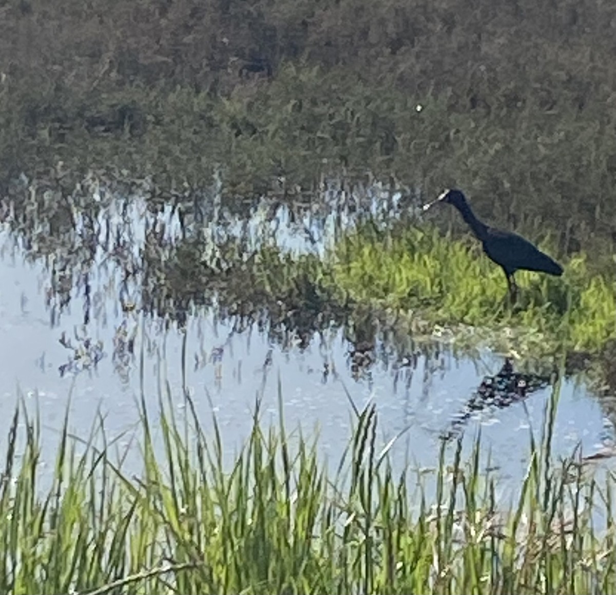 White-faced Ibis - ML617558645