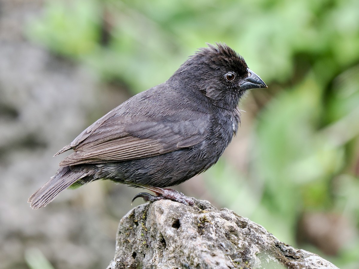 Small Ground-Finch - ML617558665