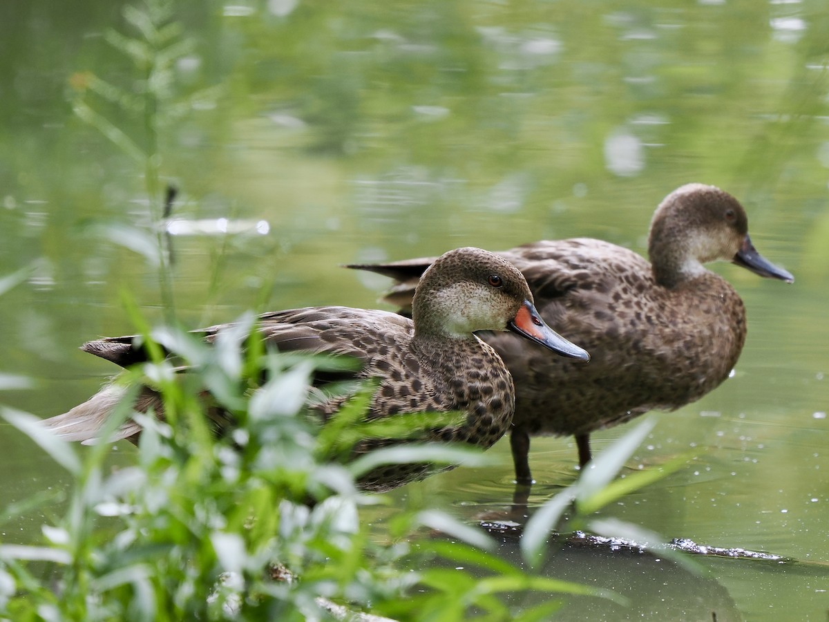 White-cheeked Pintail (Galapagos) - ML617558704