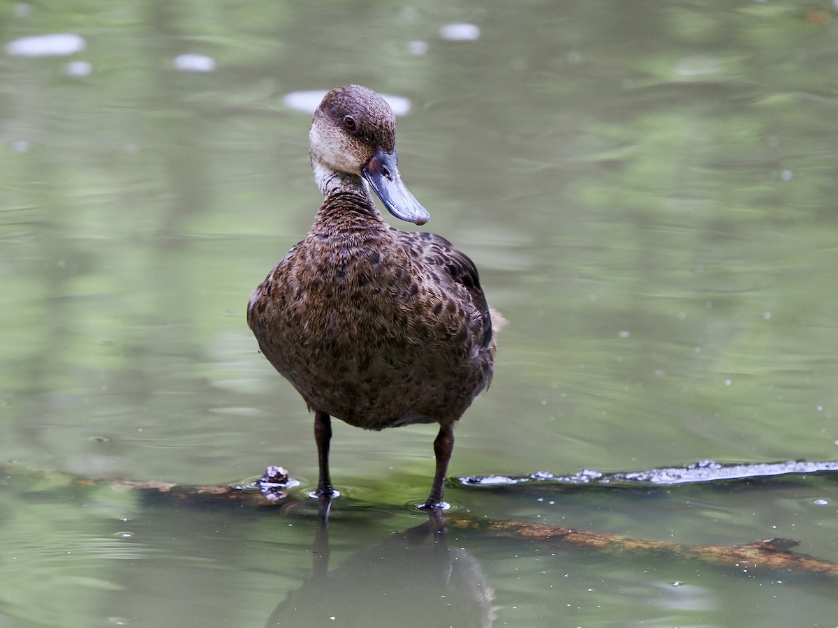 White-cheeked Pintail (Galapagos) - ML617558778