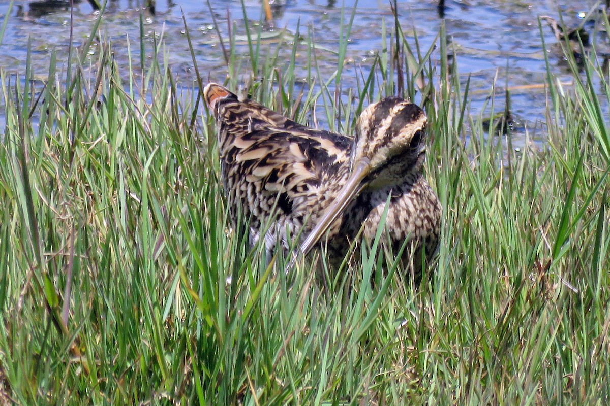 Latham's Snipe - Deb & Rod R