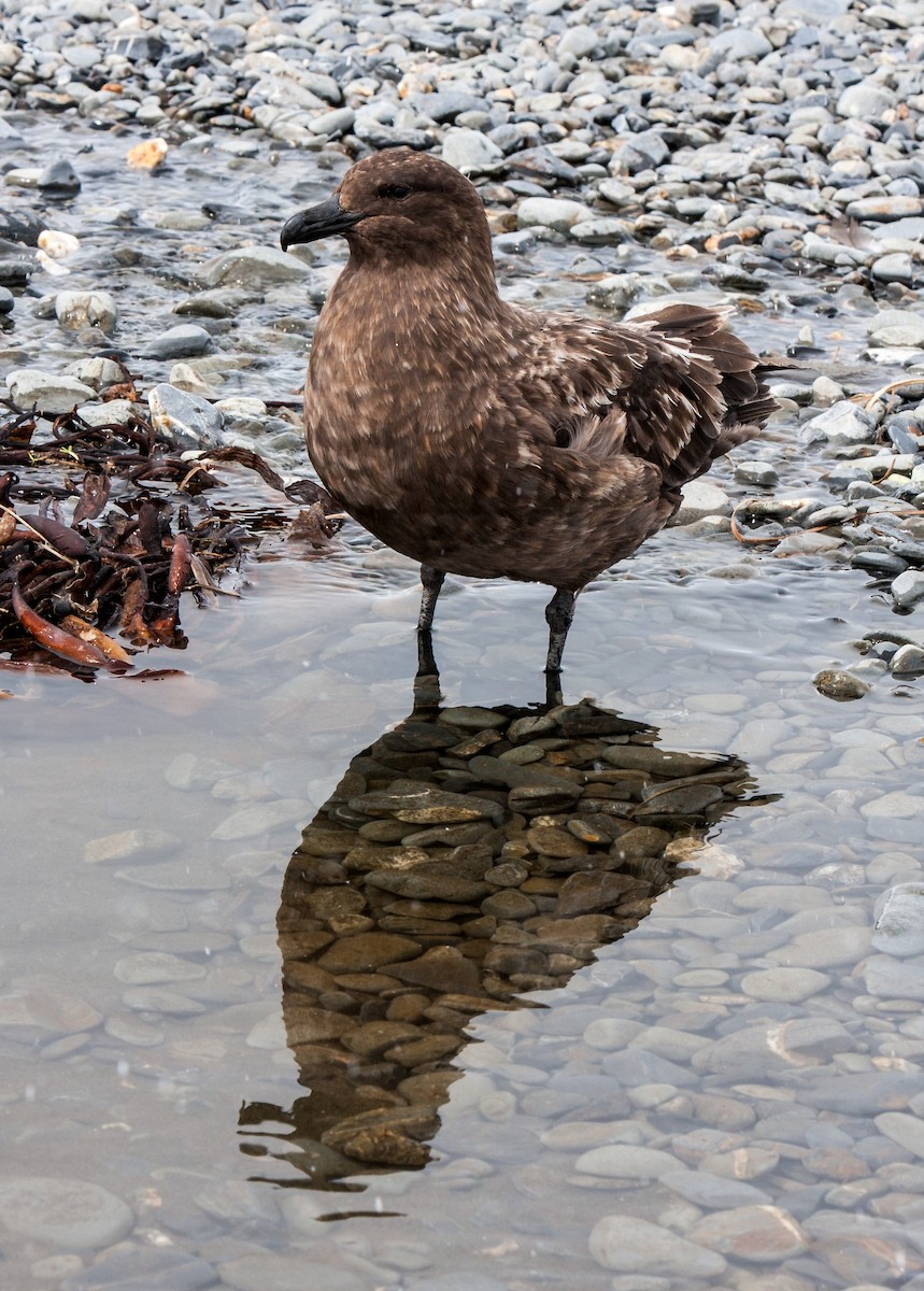 Brown Skua (Subantarctic) - Anonymous