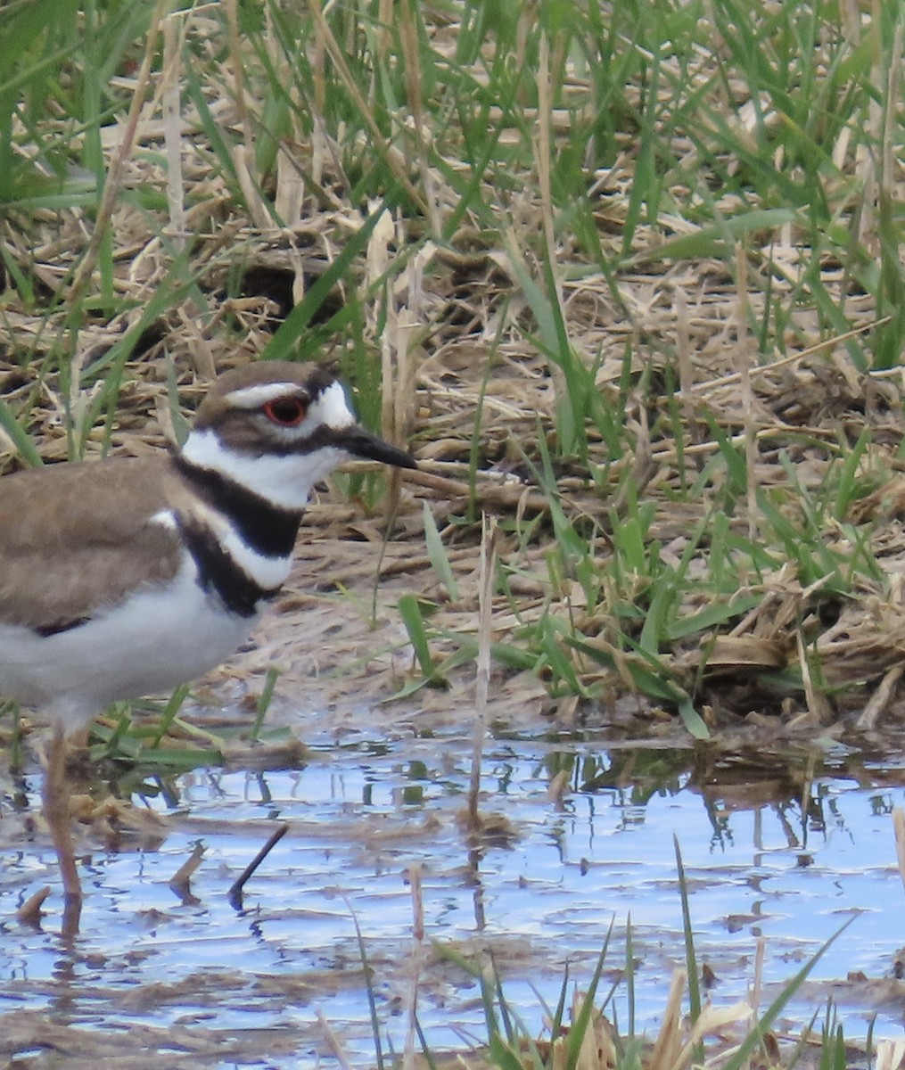 Killdeer - Betty Glass