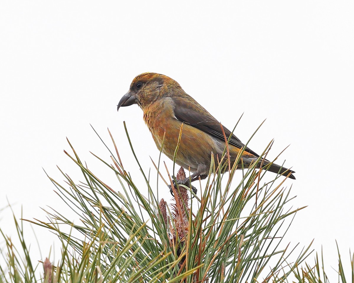 Red Crossbill - ML617558839