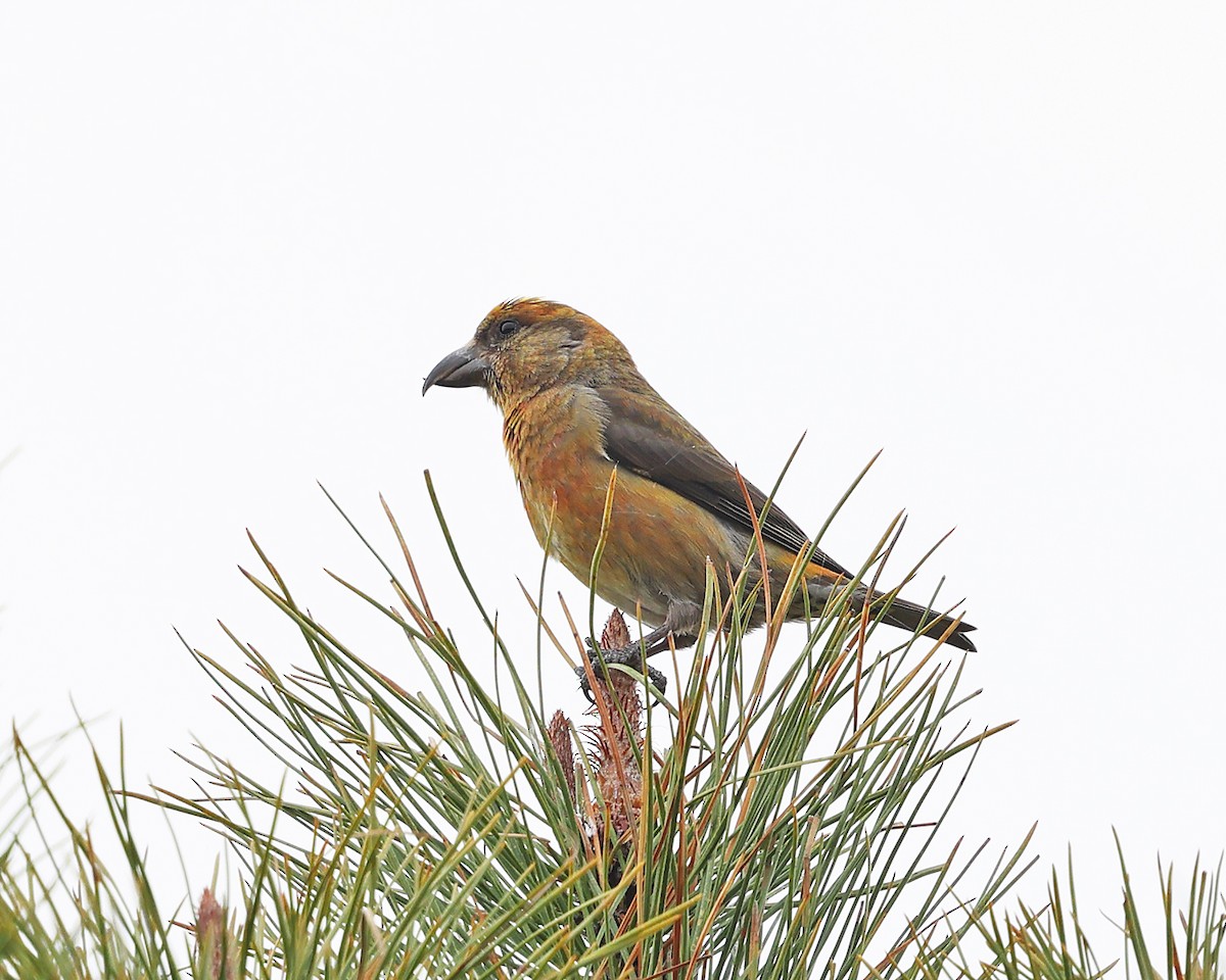 Red Crossbill - ML617558848