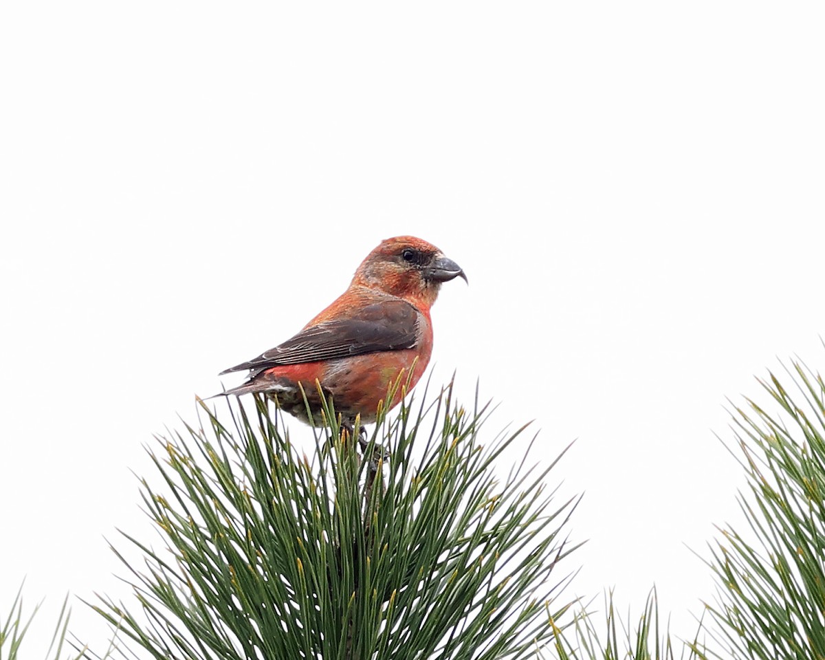 Red Crossbill - ML617558854