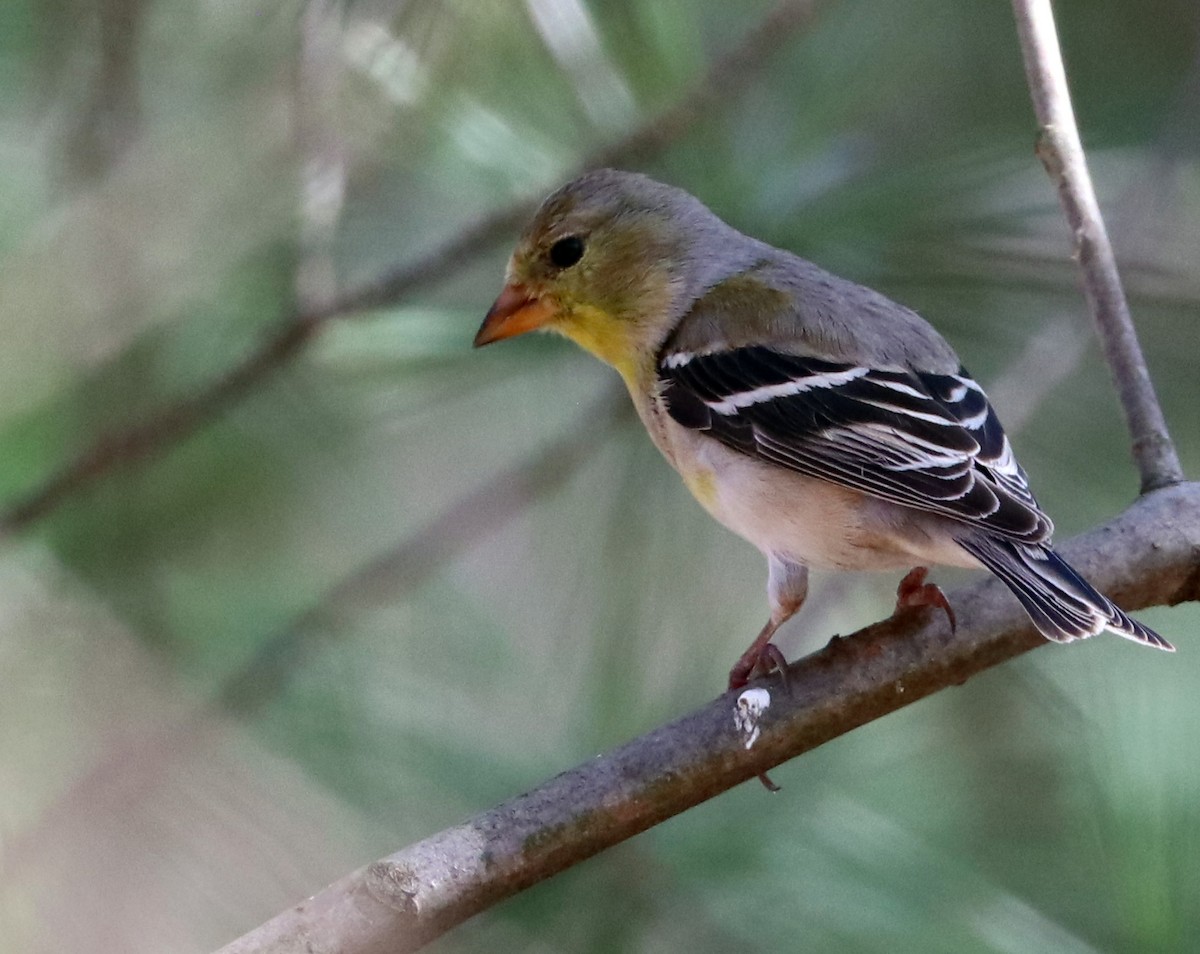 American Goldfinch - Dmitrii Travin