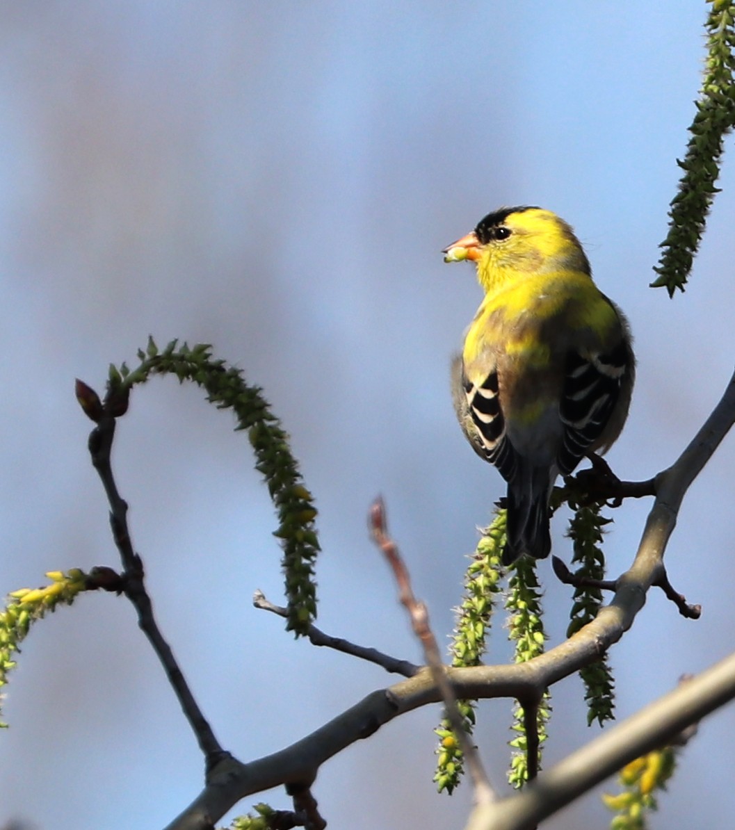 American Goldfinch - Dmitrii Travin