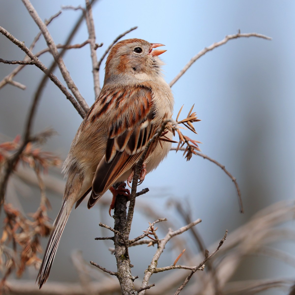 Field Sparrow - Dmitrii Travin