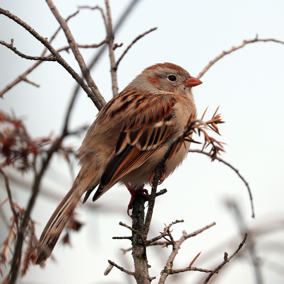 Field Sparrow - Dmitrii Travin