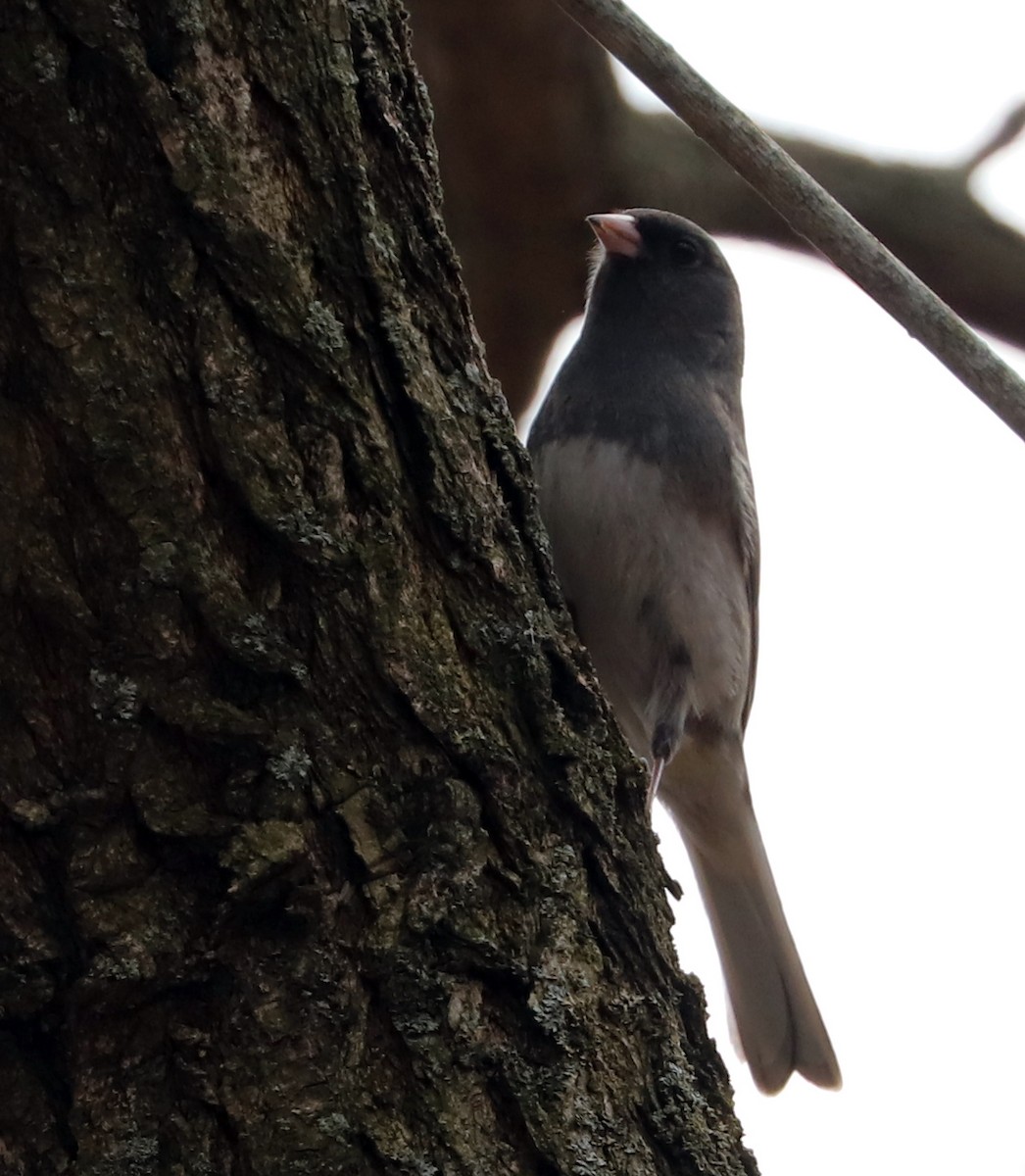 Dark-eyed Junco - ML617558880