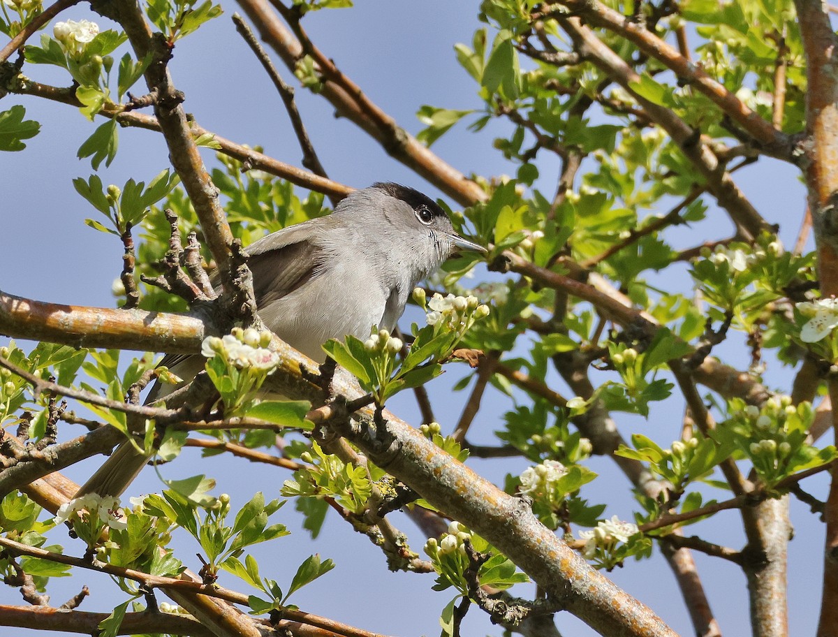 Eurasian Blackcap - ML617558883