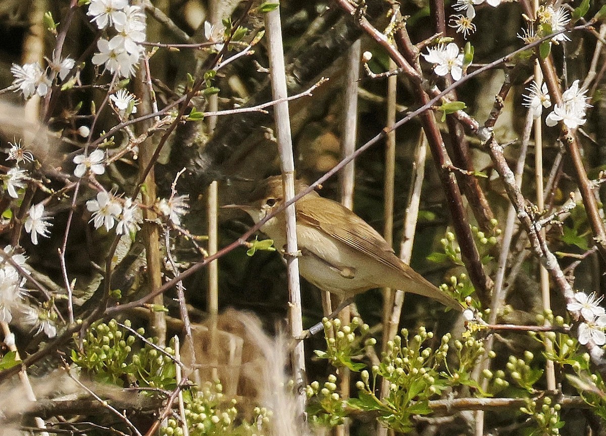 Common Reed Warbler - ML617558886