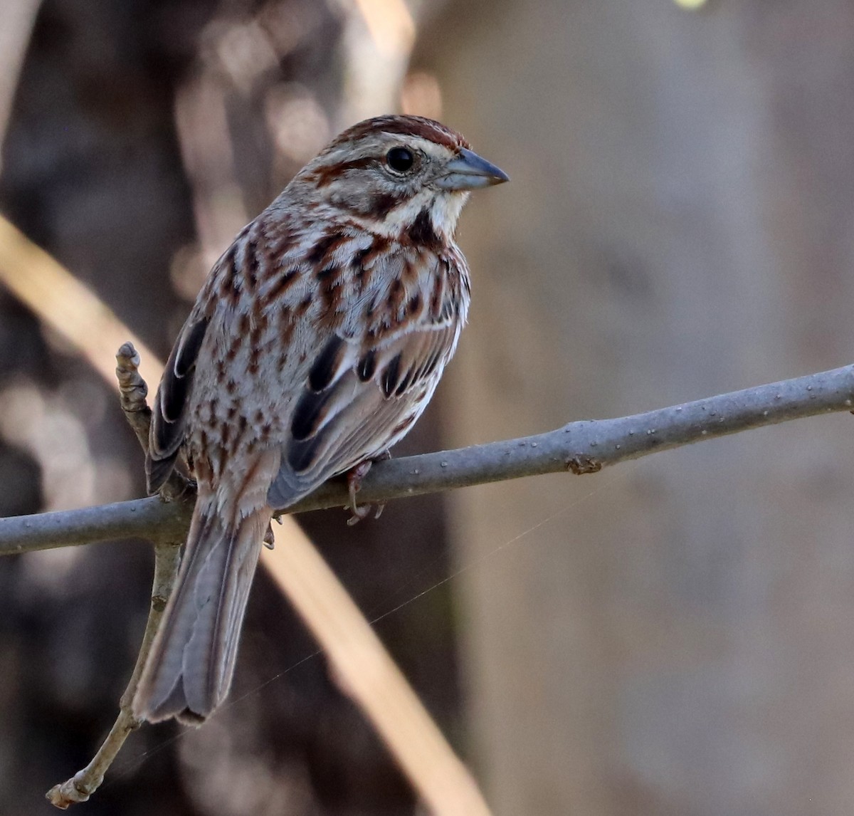 Song Sparrow - ML617558887