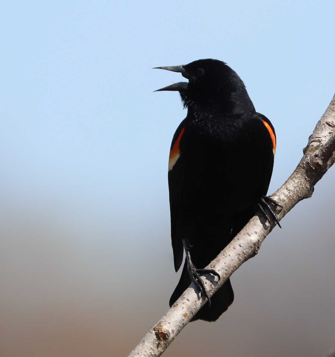 Red-winged Blackbird - ML617558893