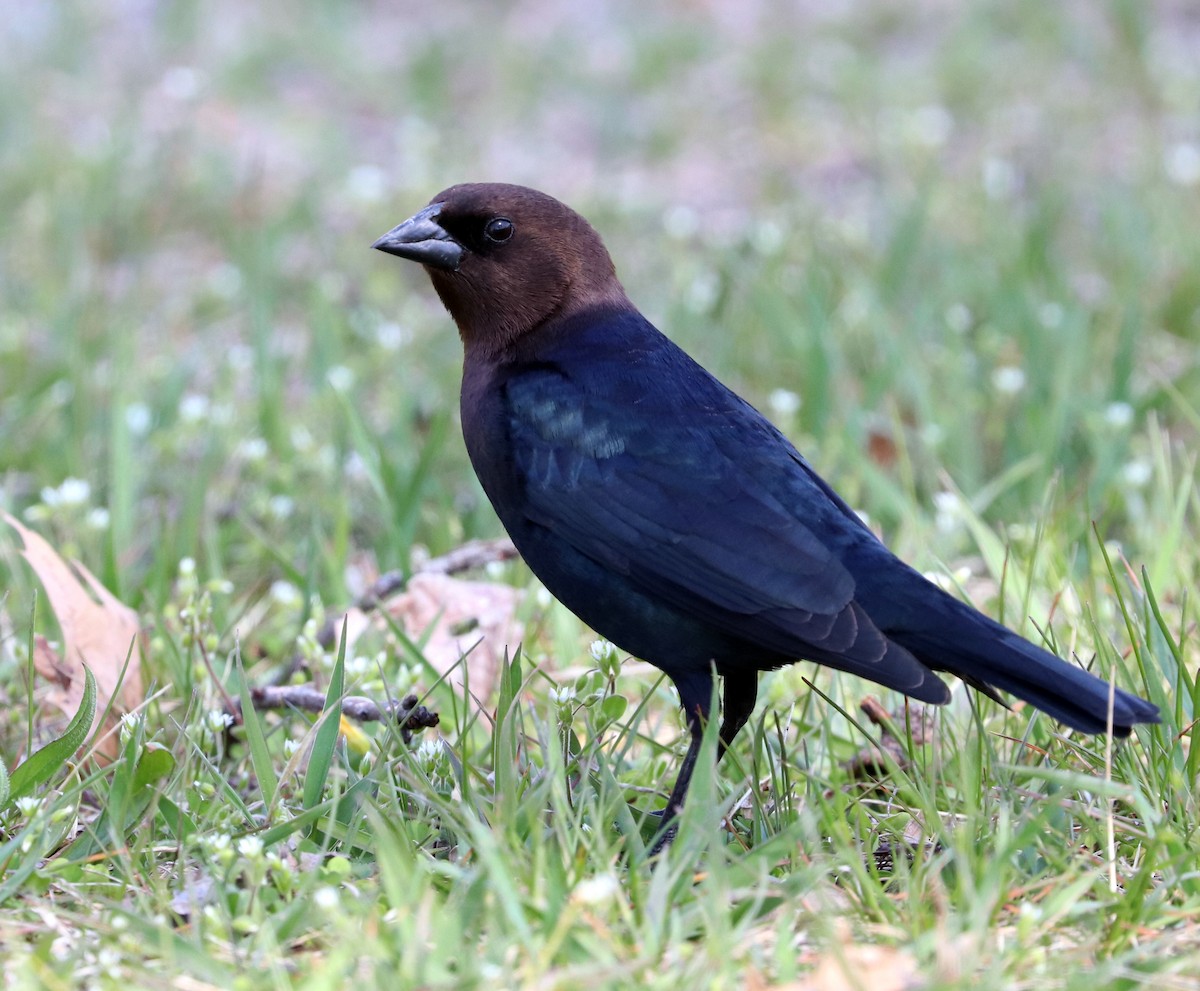 Brown-headed Cowbird - ML617558897