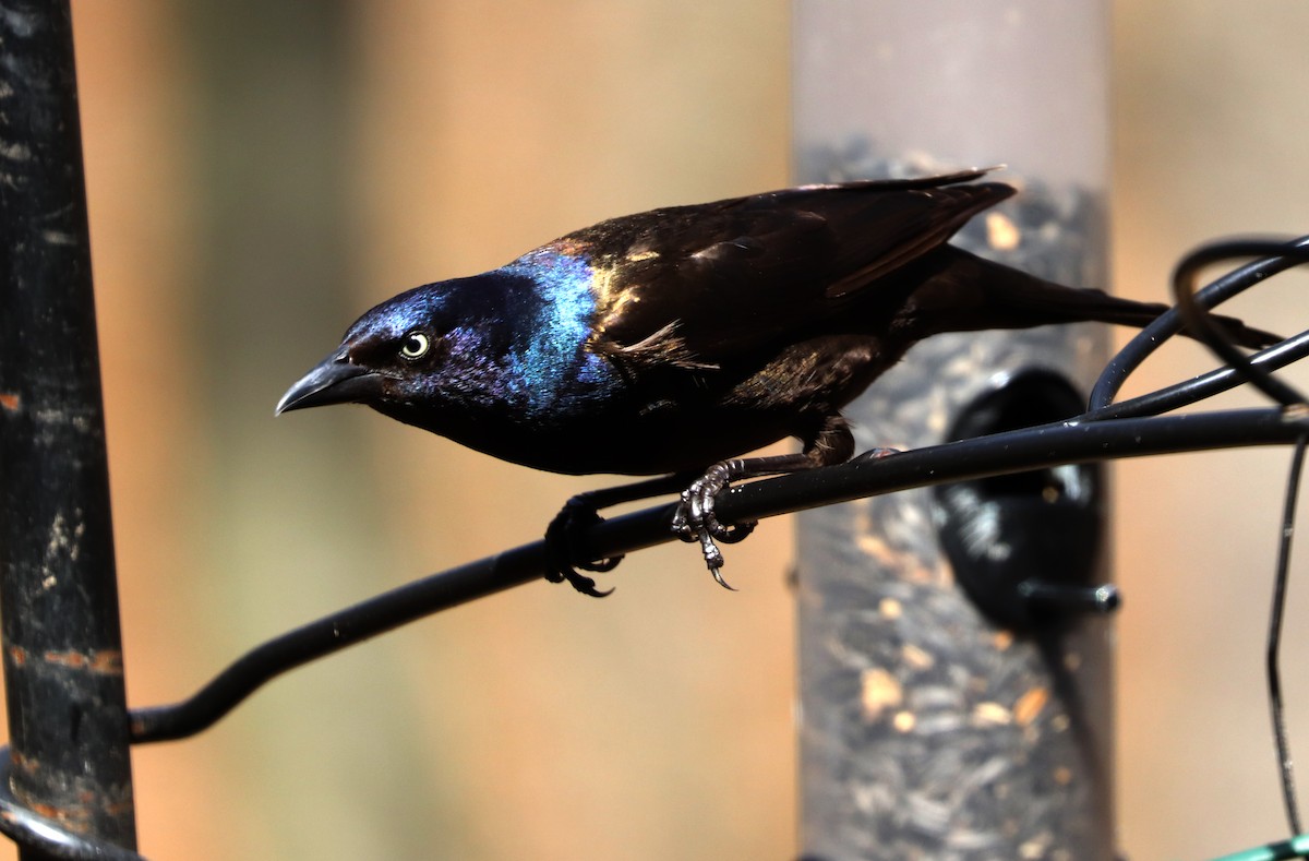 Common Grackle - ML617558900