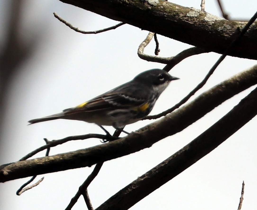 Yellow-rumped Warbler - ML617558901