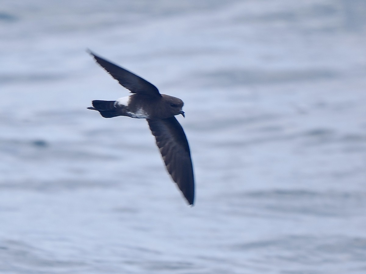 Elliot's Storm-Petrel - ML617558942