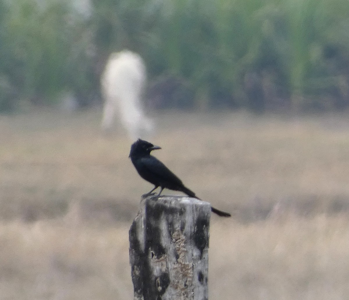 Black Drongo - ML617558943