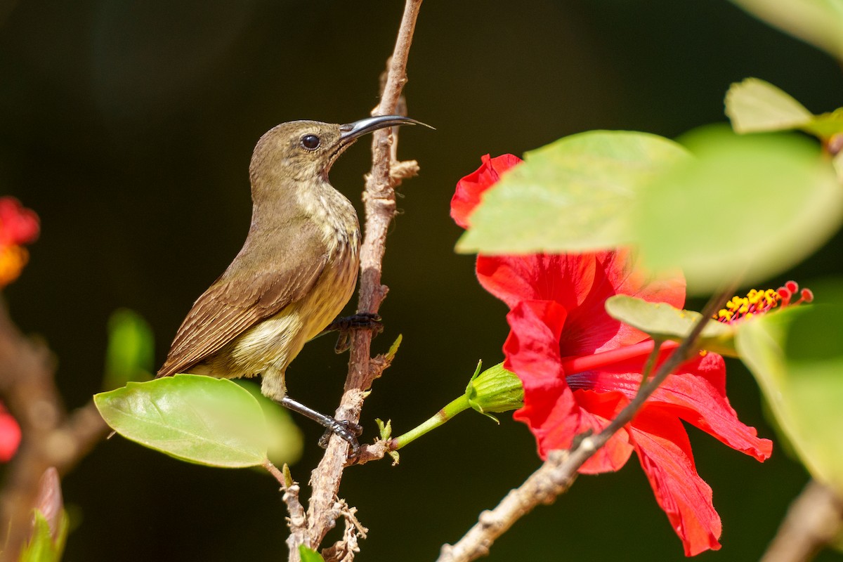 Buff-throated Sunbird - ML617558961