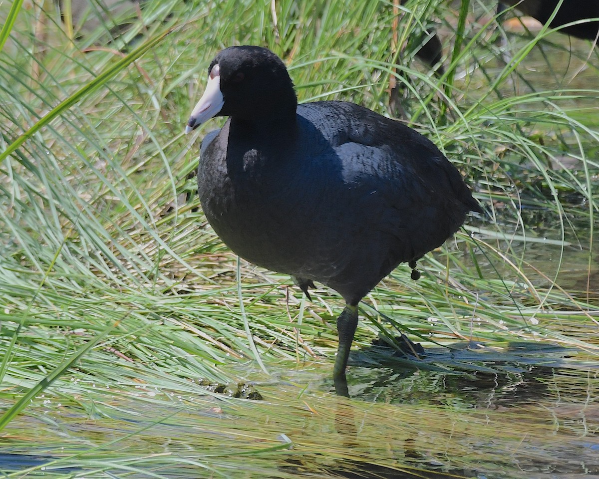 American Coot - ML617559015