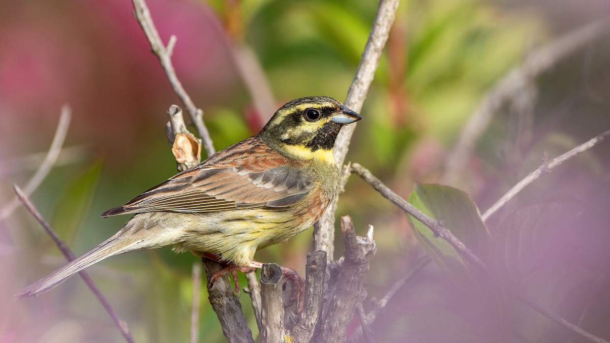 Cirl Bunting - Murat SALTIK