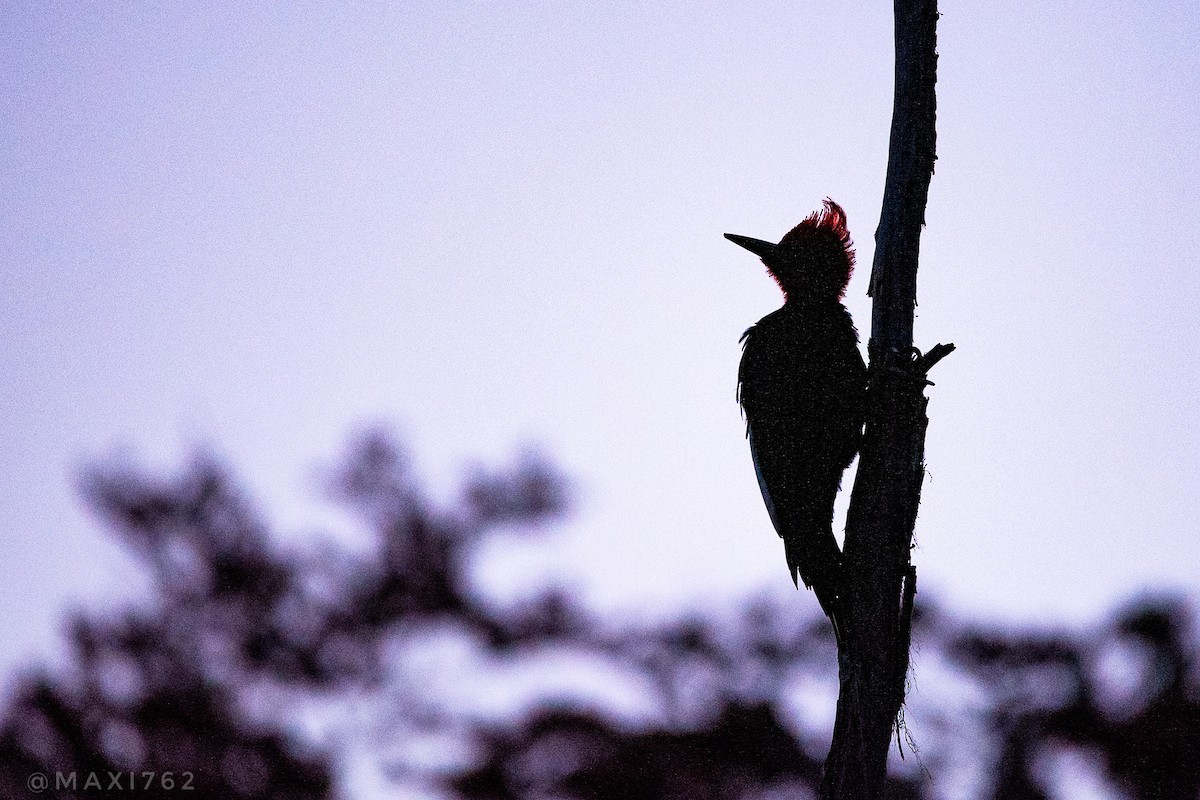 Magellanic Woodpecker - ML617559126