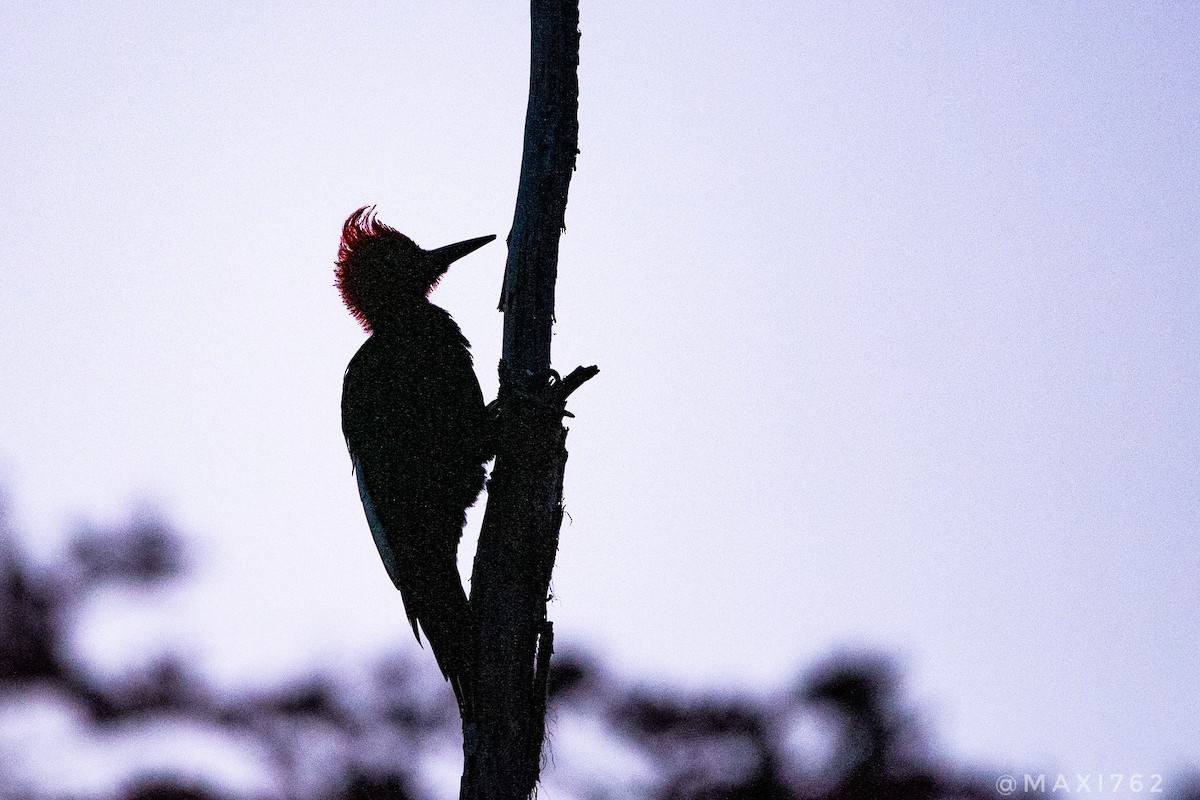 Magellanic Woodpecker - ML617559127