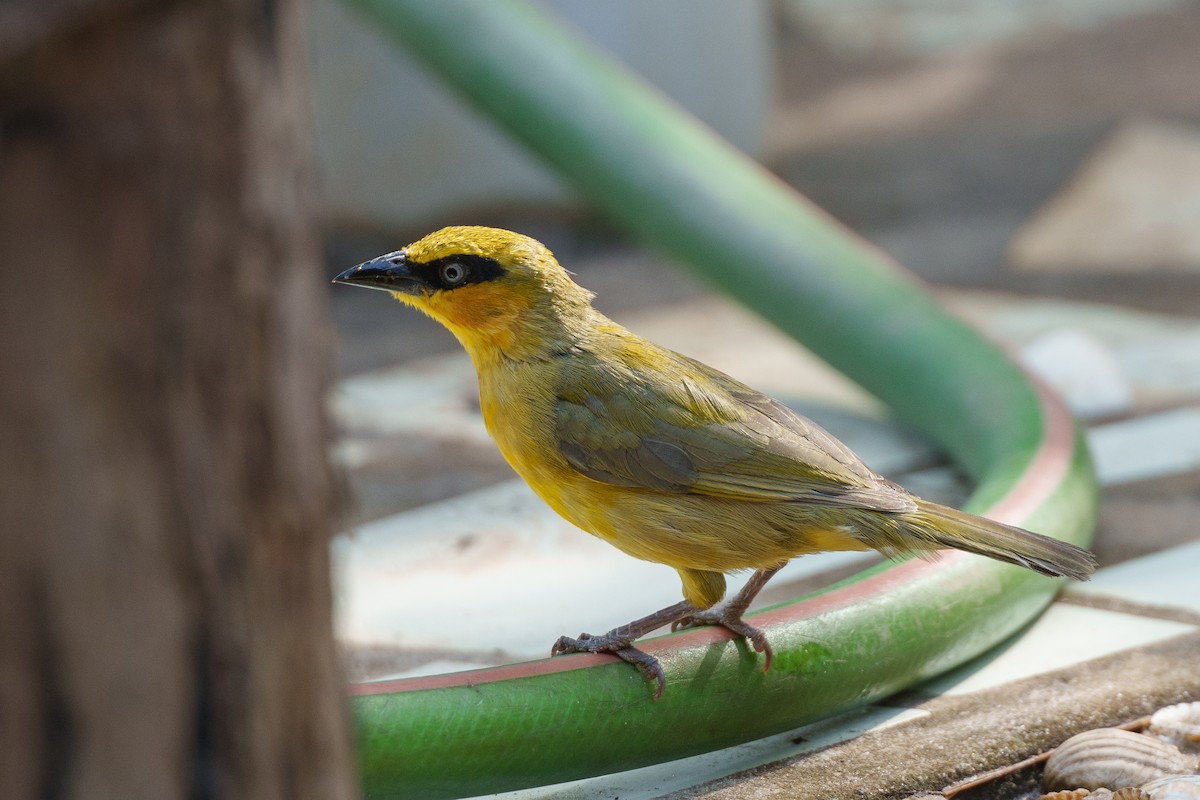 Olive-naped Weaver - ML617559136