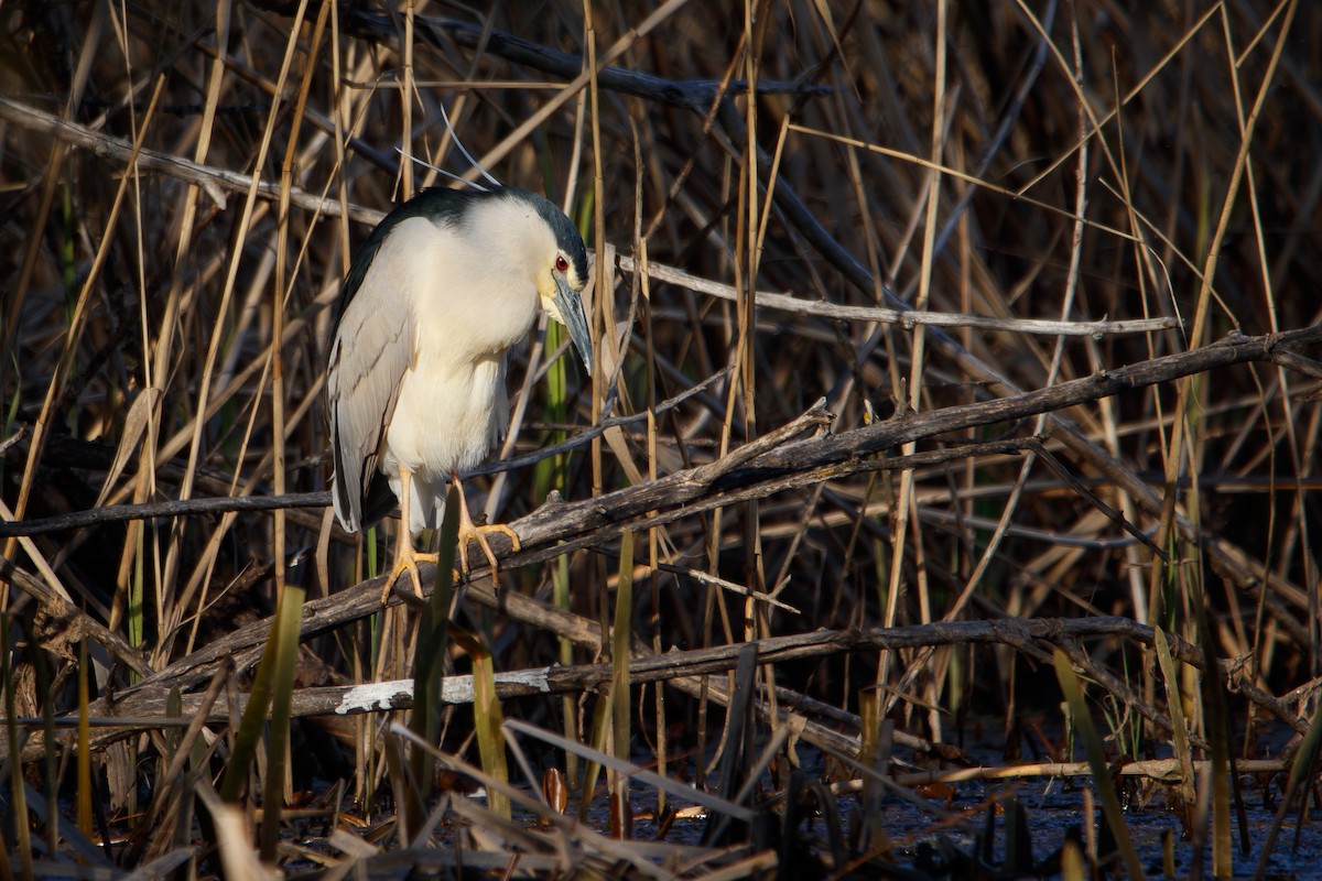 Black-crowned Night Heron - ML617559140