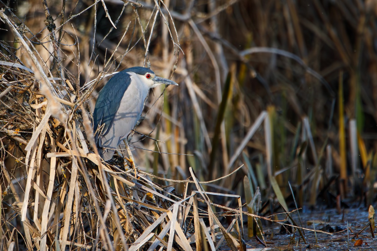 Black-crowned Night Heron - ML617559141