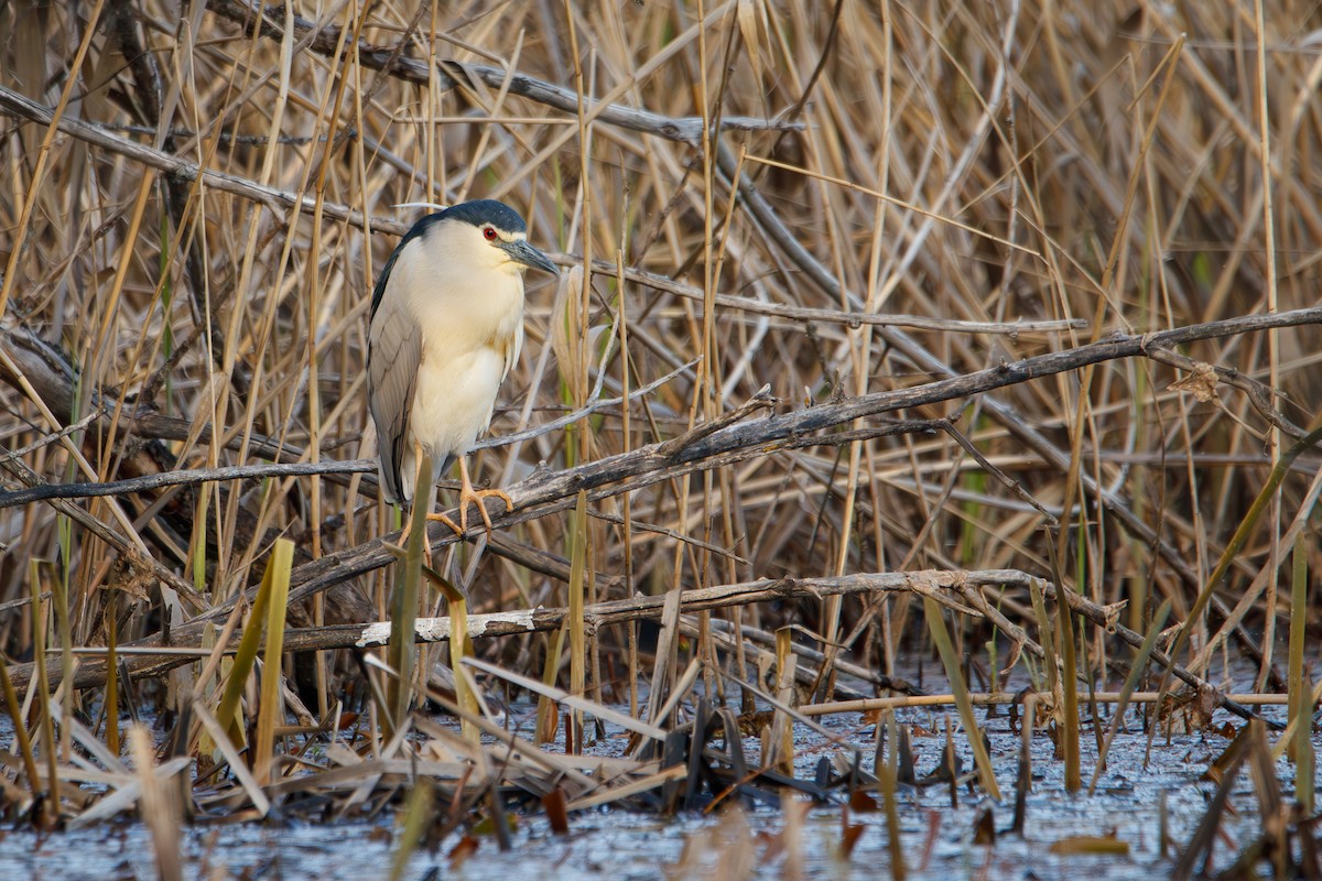 Black-crowned Night Heron - ML617559142