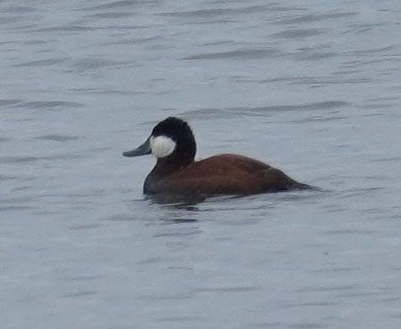 Ruddy Duck - ML617559144