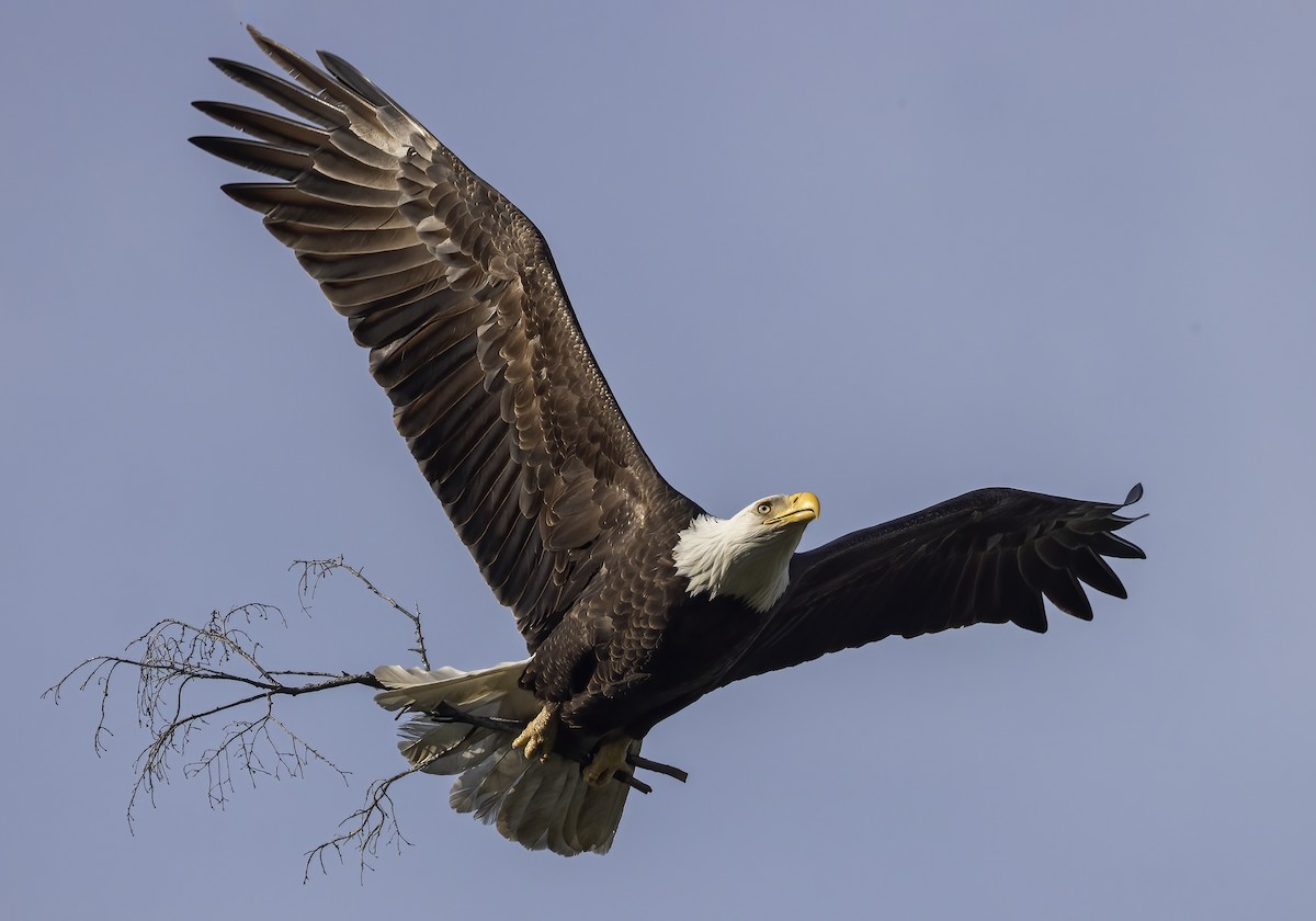 Bald Eagle - ML617559158