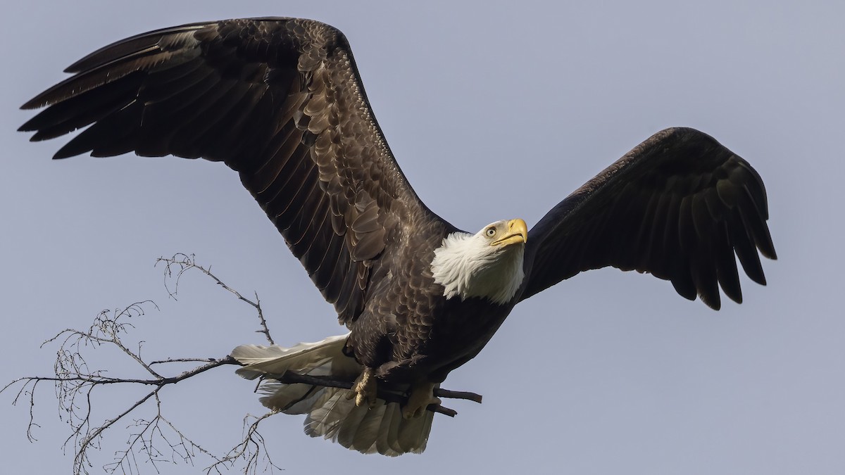 Bald Eagle - ML617559167