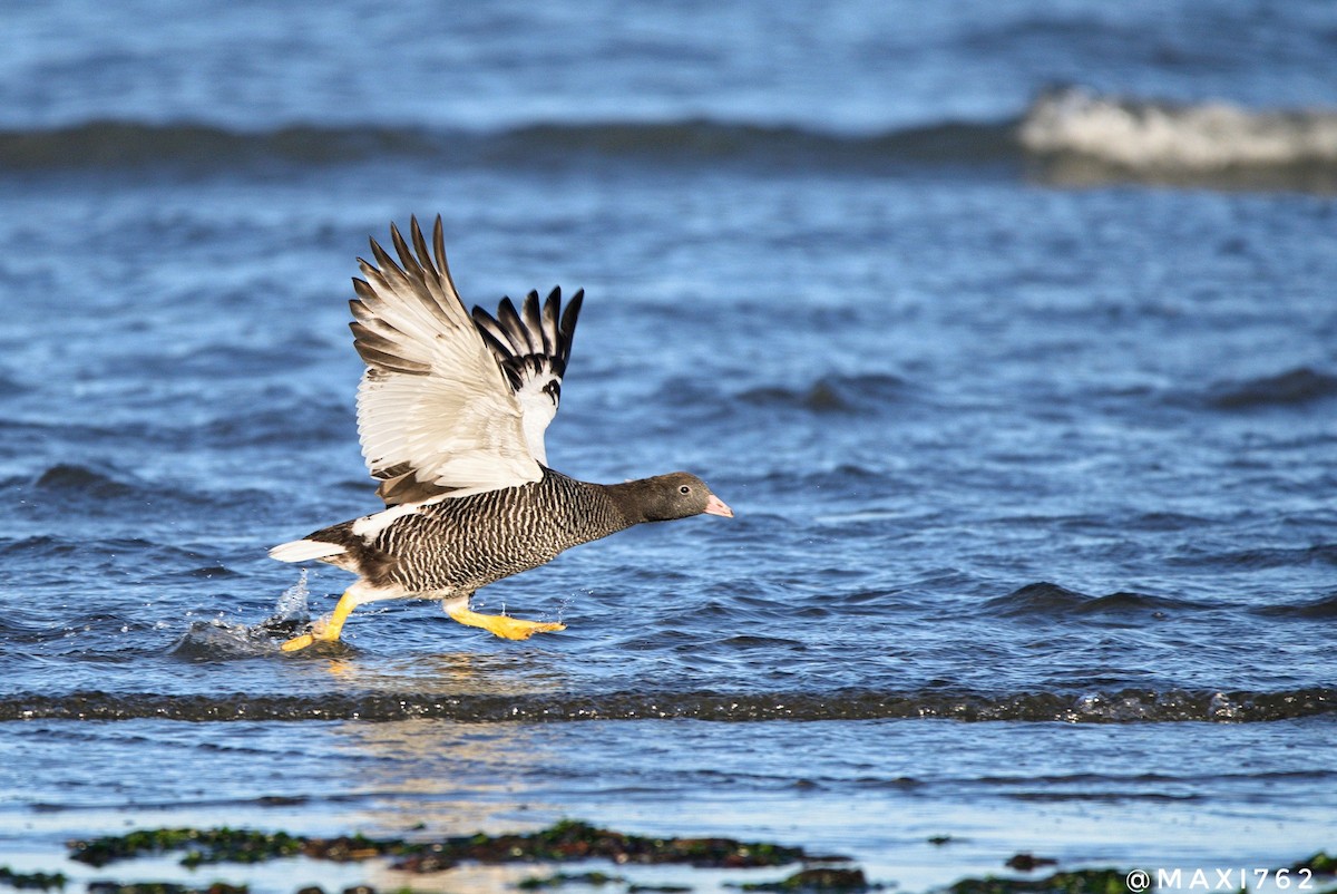 Kelp Goose - ML617559200