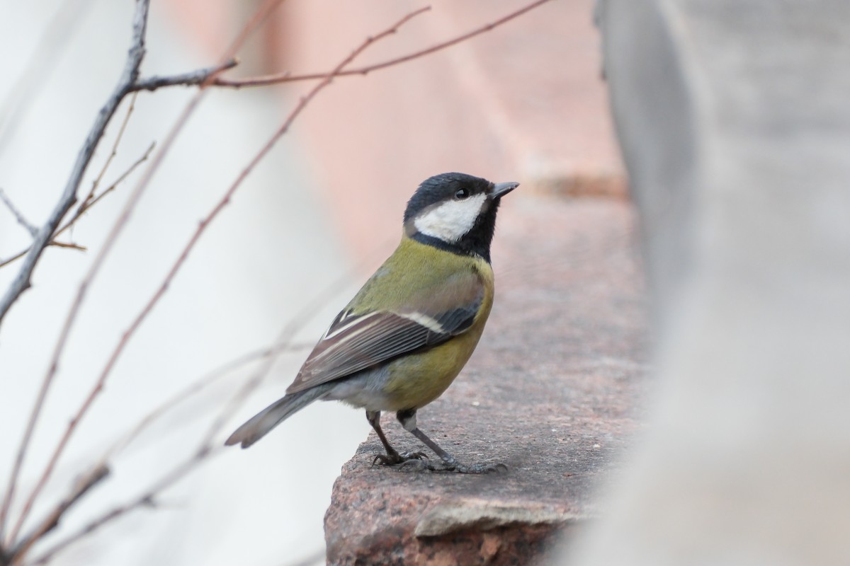 Mésange charbonnière - ML617559210