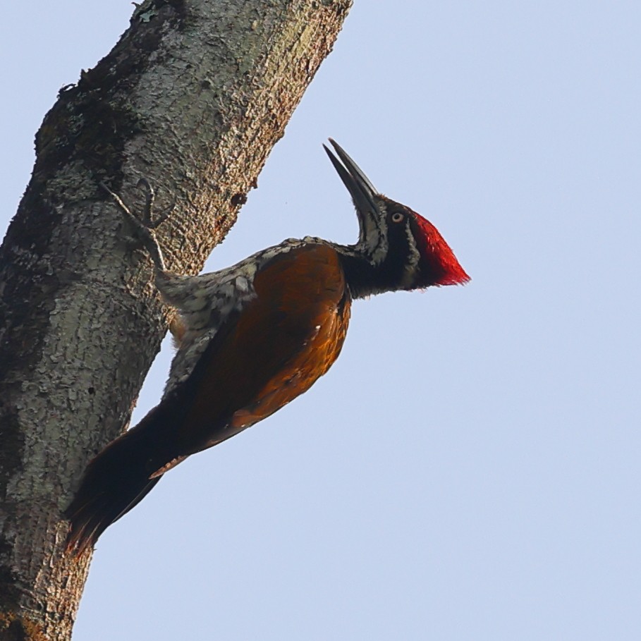 Malabar Flameback - Kakul Paul