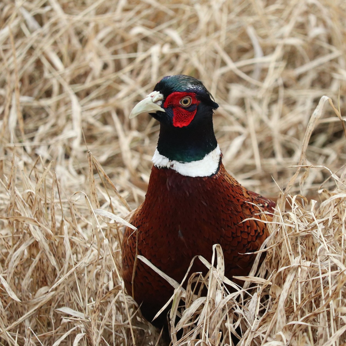 Ring-necked Pheasant - ML617559280