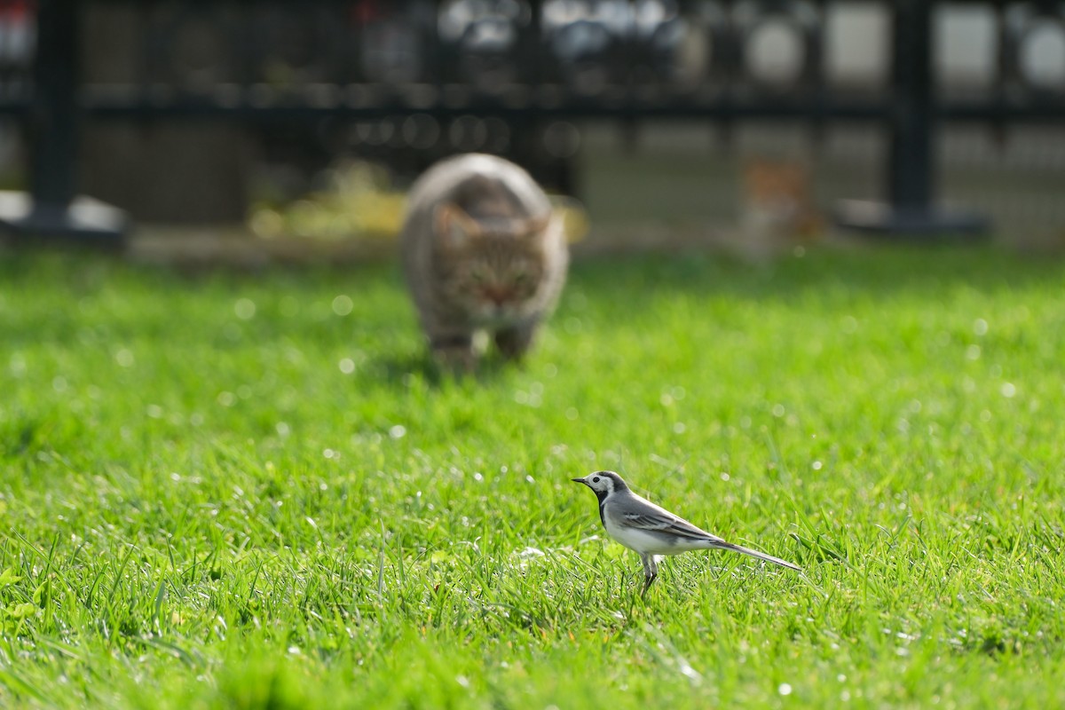 White Wagtail - ML617559285