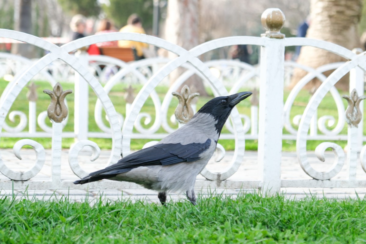 Hooded Crow - ML617559287