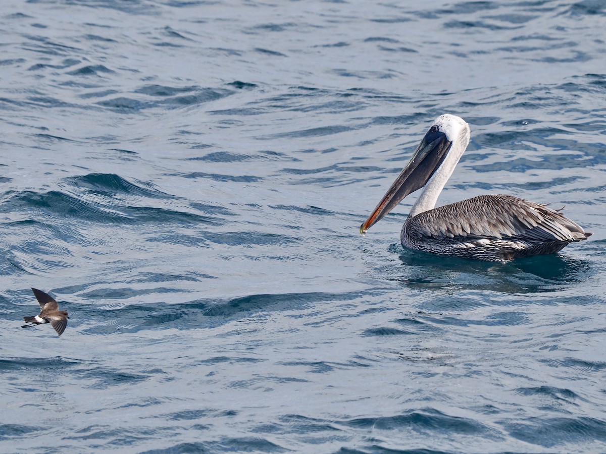 pelikán hnědý (ssp. urinator) - ML617559292