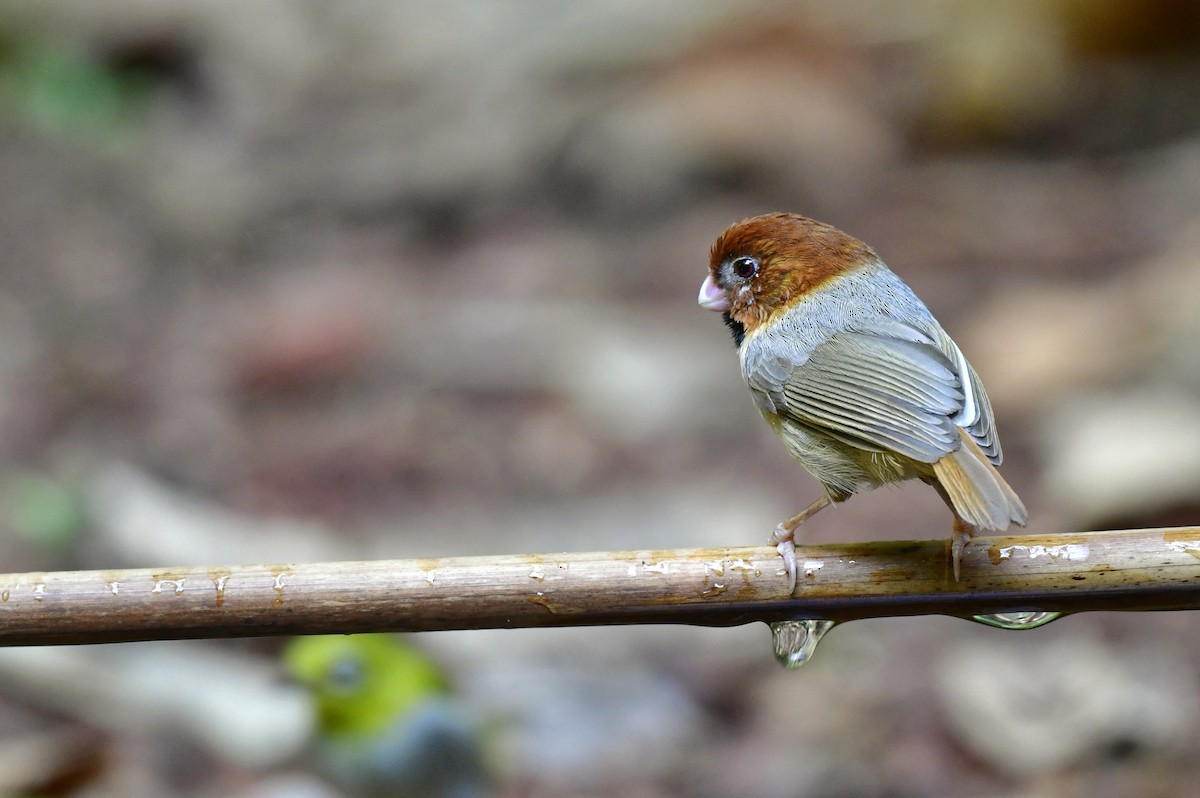 Short-tailed Parrotbill - ML617559307