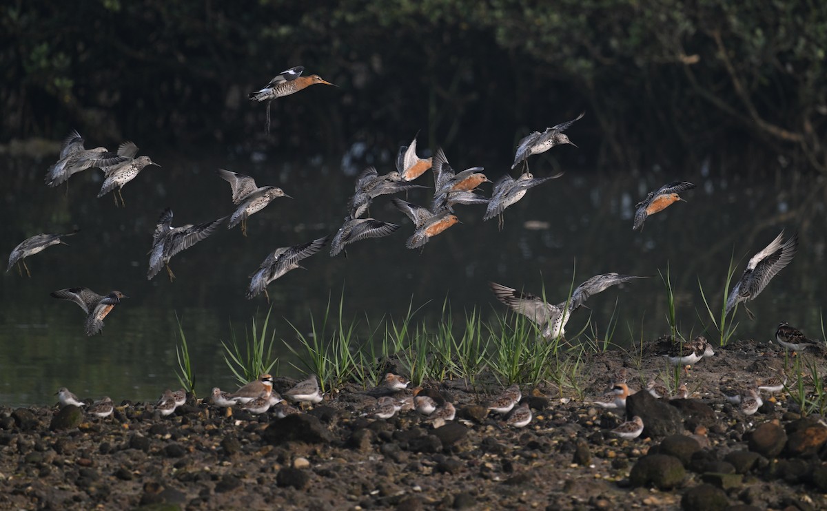 Red Knot - ML617559342