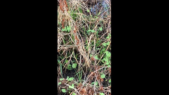 ברודית אמריקנית - ML617559371