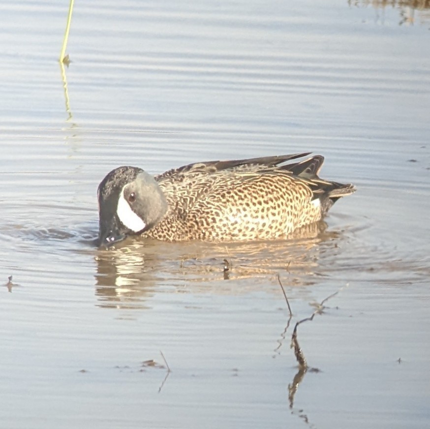 Blue-winged Teal - Nate Marchessault