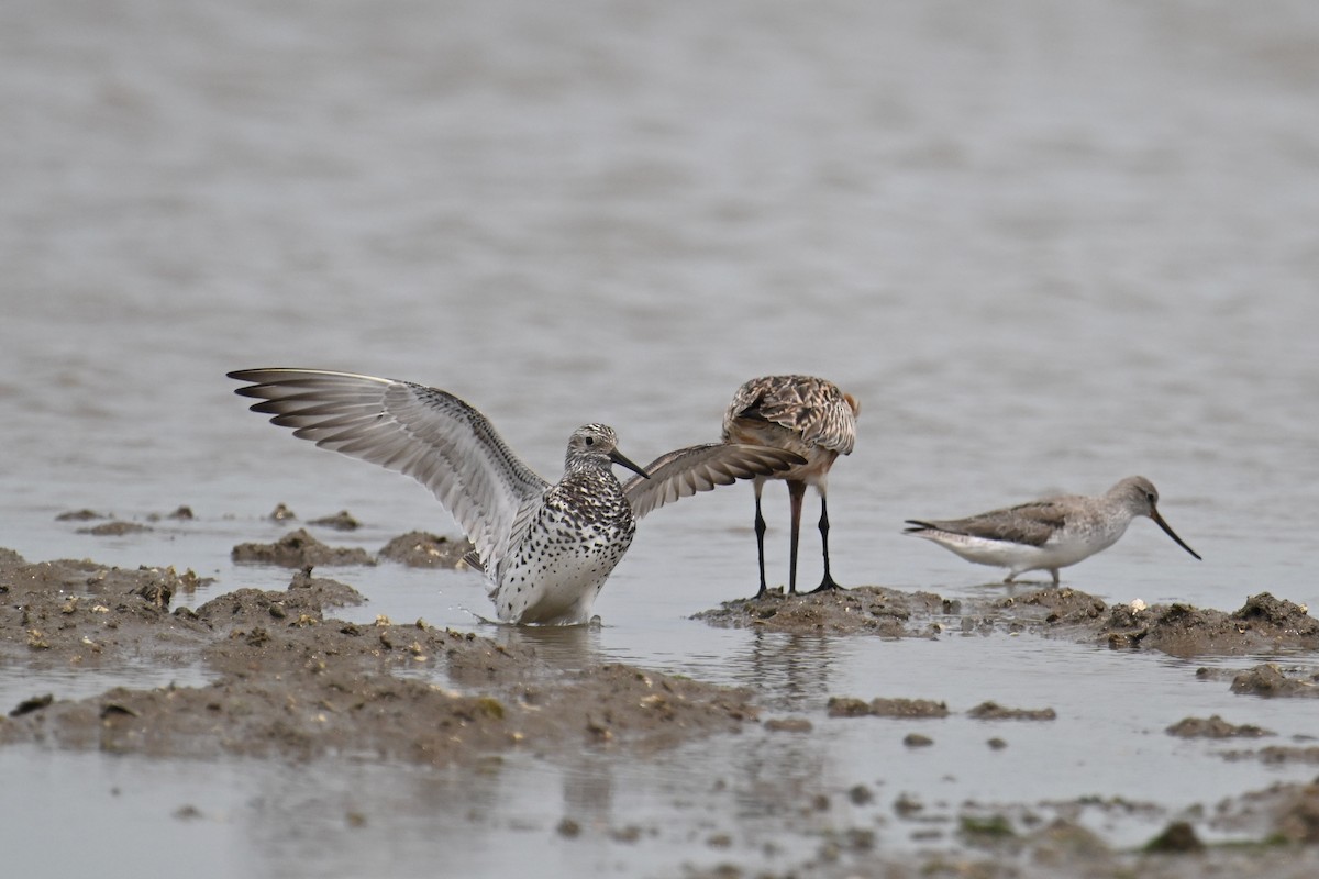 Great Knot - ML617559406